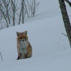 Un renard curieux - Vallée du Nant Brun - Savoie