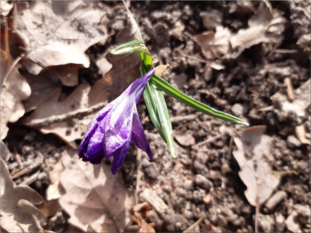 ..Un rescapé sur le chemin de randonnée..