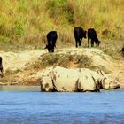 Un rhinocéros parmi les vaches...