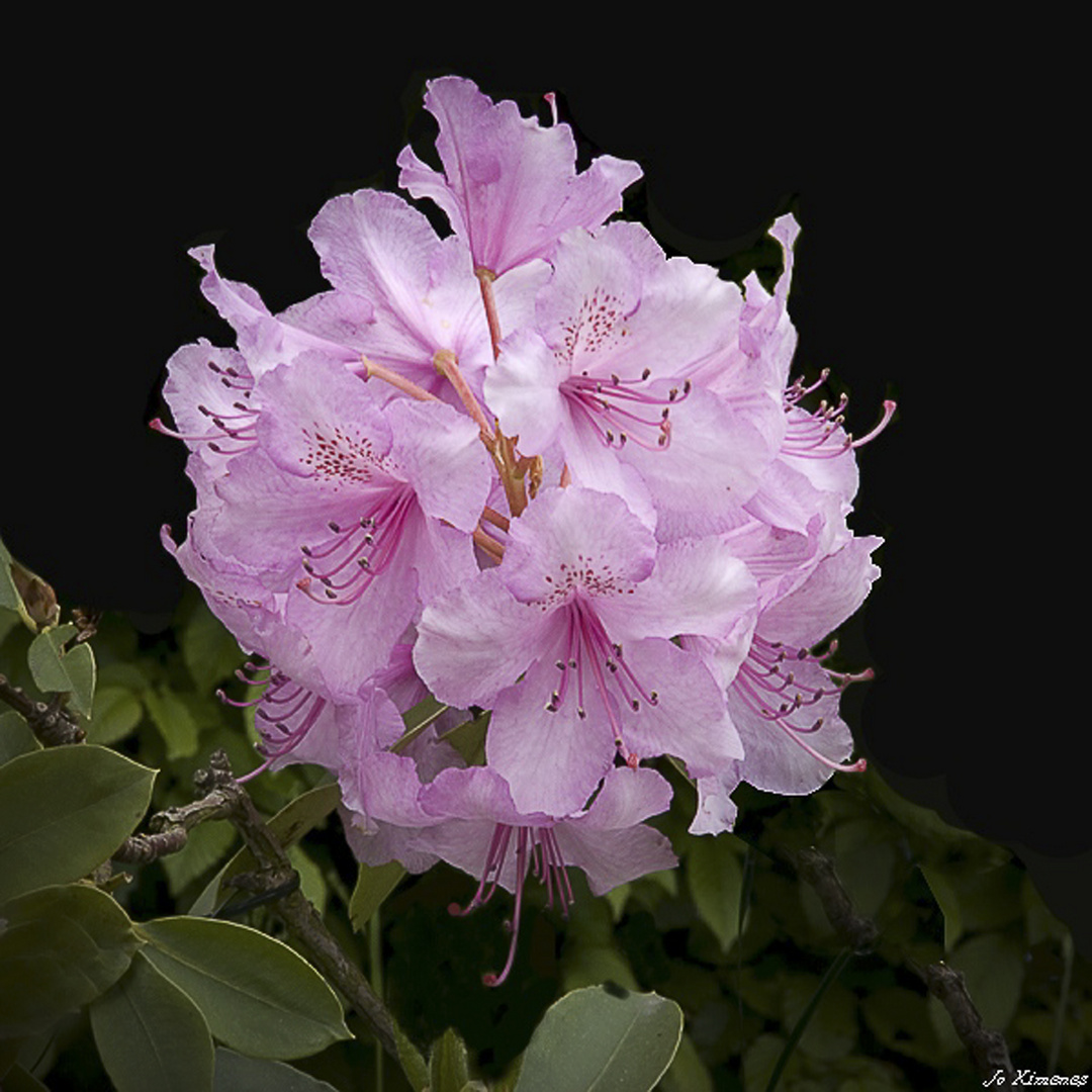 Un Rhododendron