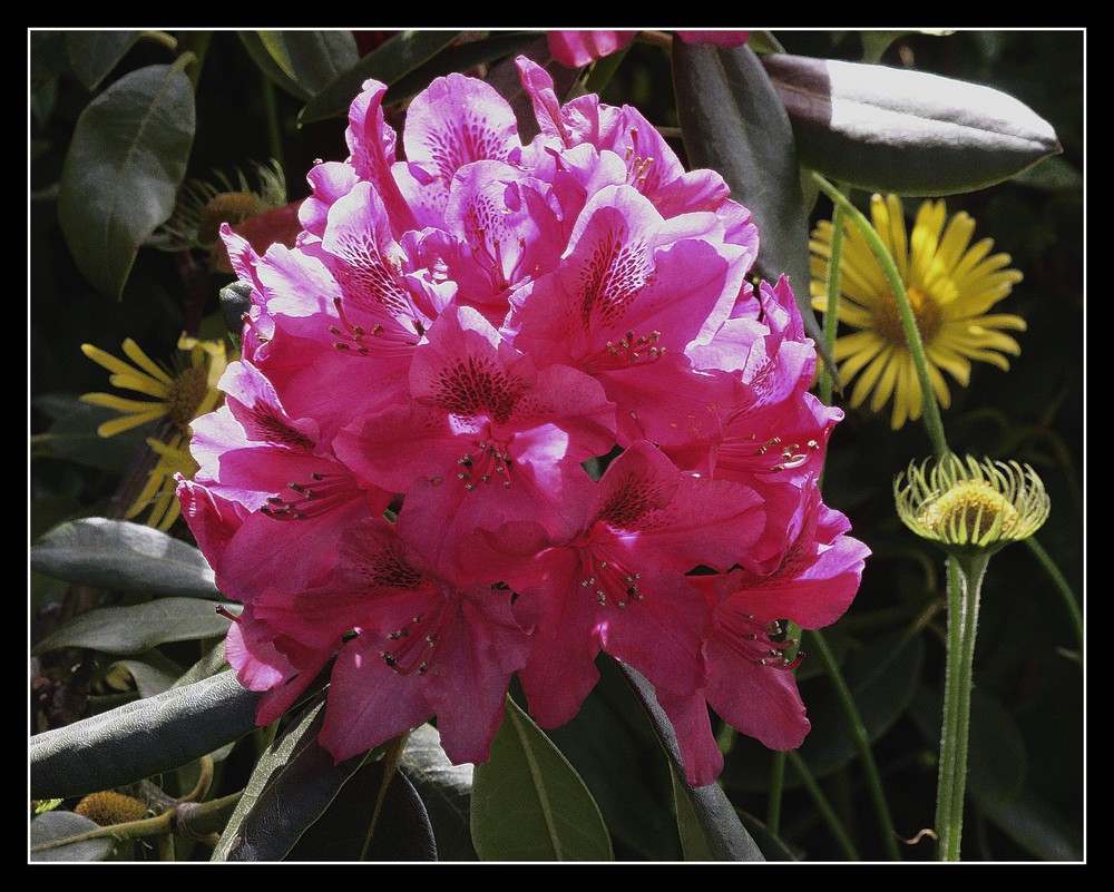 " Un rhododendron de mon jardin "