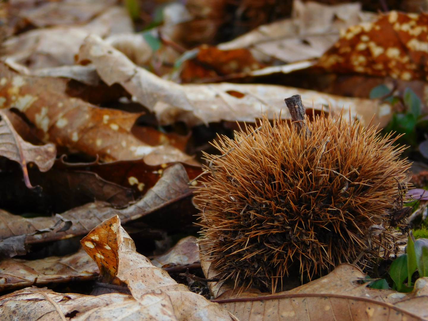 Un Riccio Foto Immagini fotos, macro Foto su
