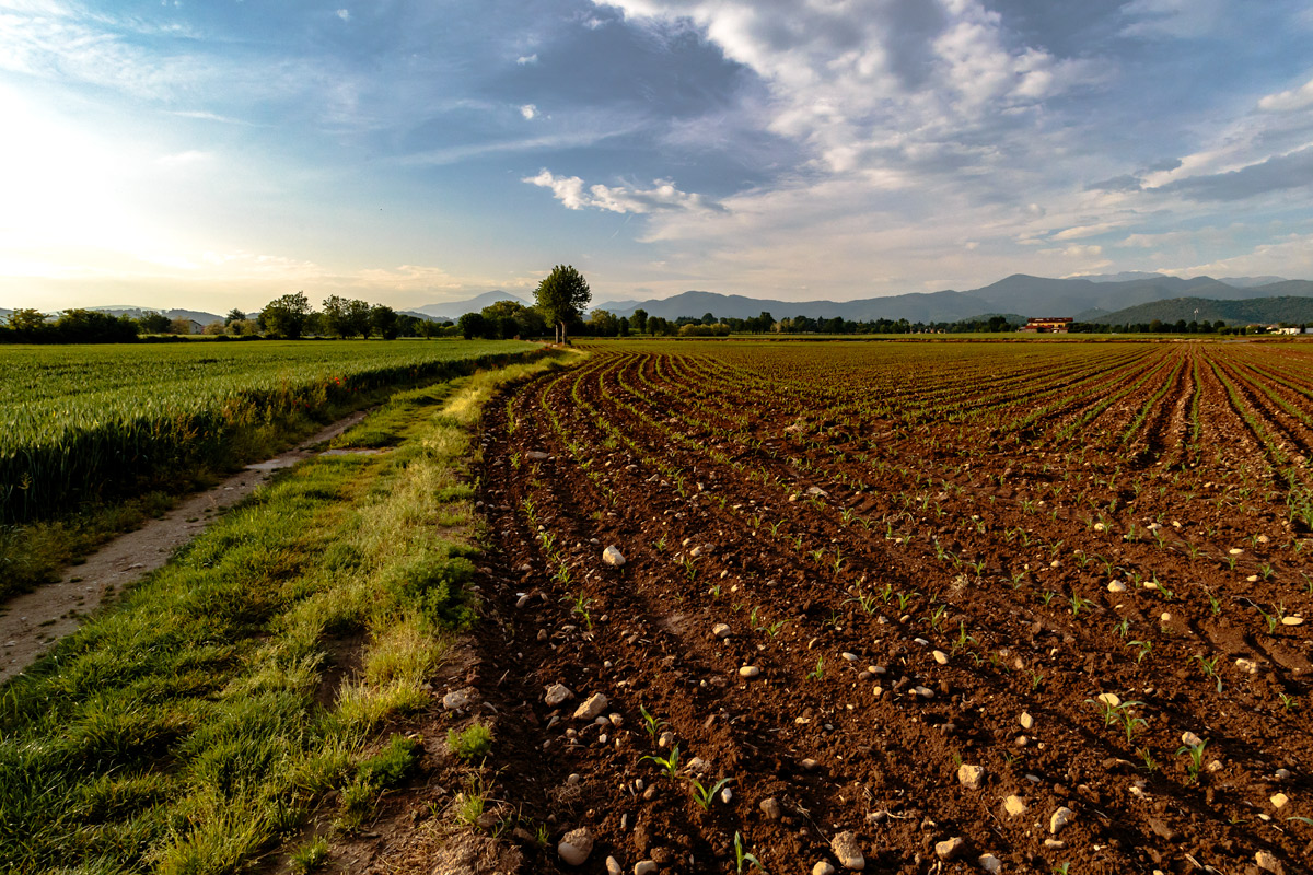 Un ricordo della primavera