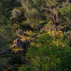 UN RINCÓN DEL BOSQUE