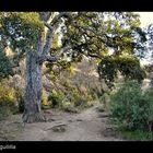 Un Rincon de mi pueblo( Torrelodones)