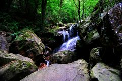 Un rincón del bosque