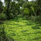 Un río de plantas acuáticas