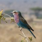 Un rollier à longs brins - Parc de Ruaha