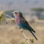 Un rollier à longs brins - Parc de Ruaha