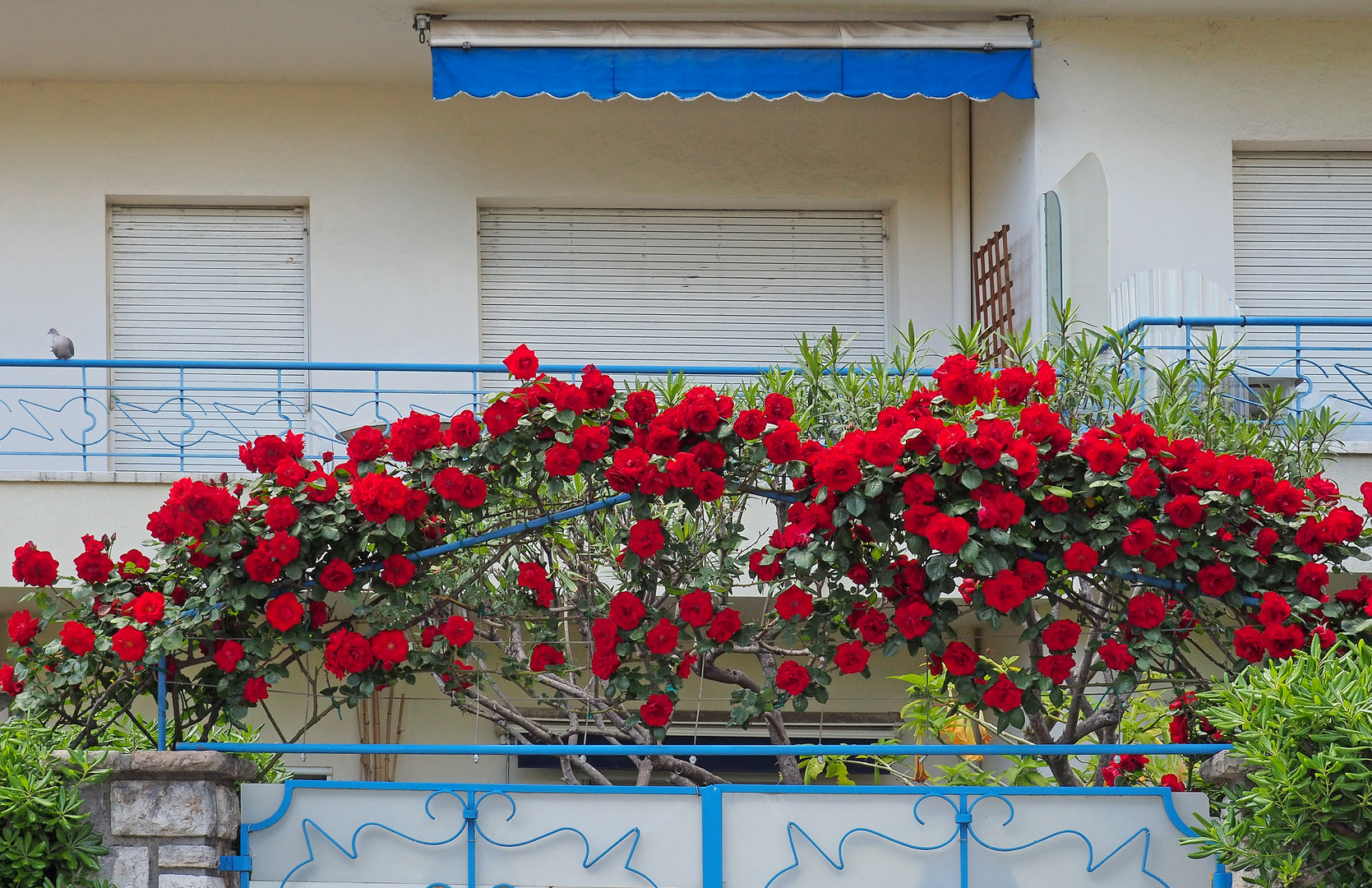 Un rosier florifère…