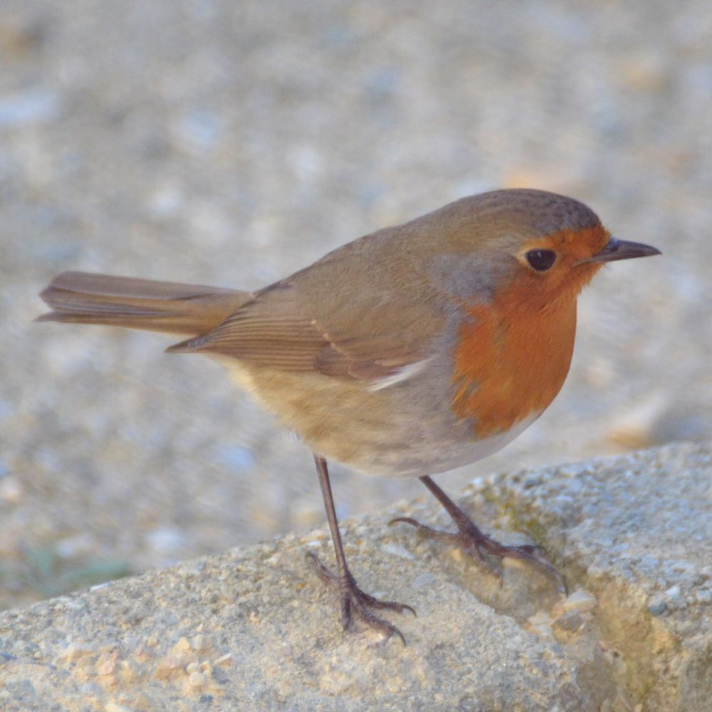 un rouge gorge