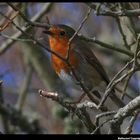 " Un rouge gorge shooté au marais "