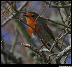 " Un rouge gorge shooté au marais "