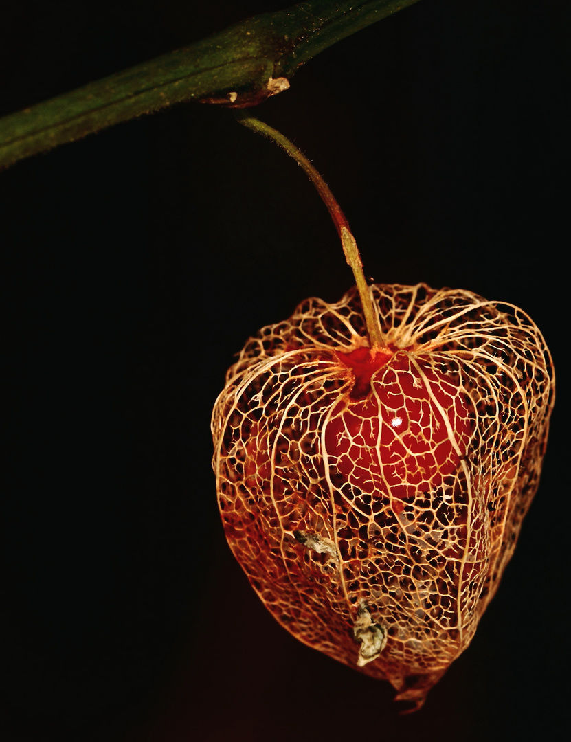 un rubis dans sa dentelle