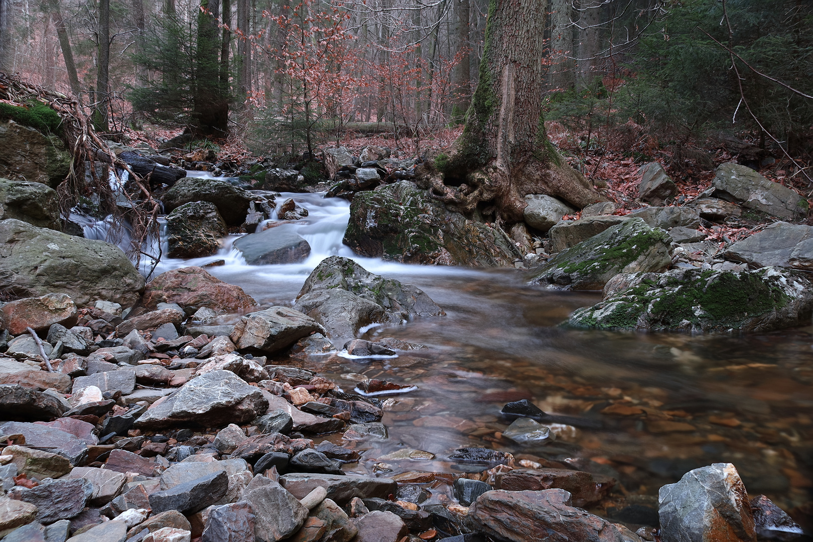 Un ruisseau dans la forêt