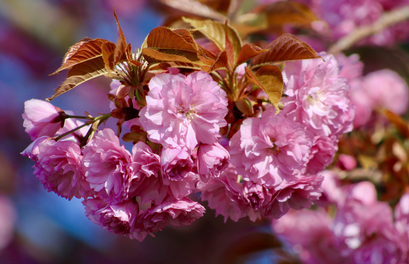 ...un rêve en rose !!!...