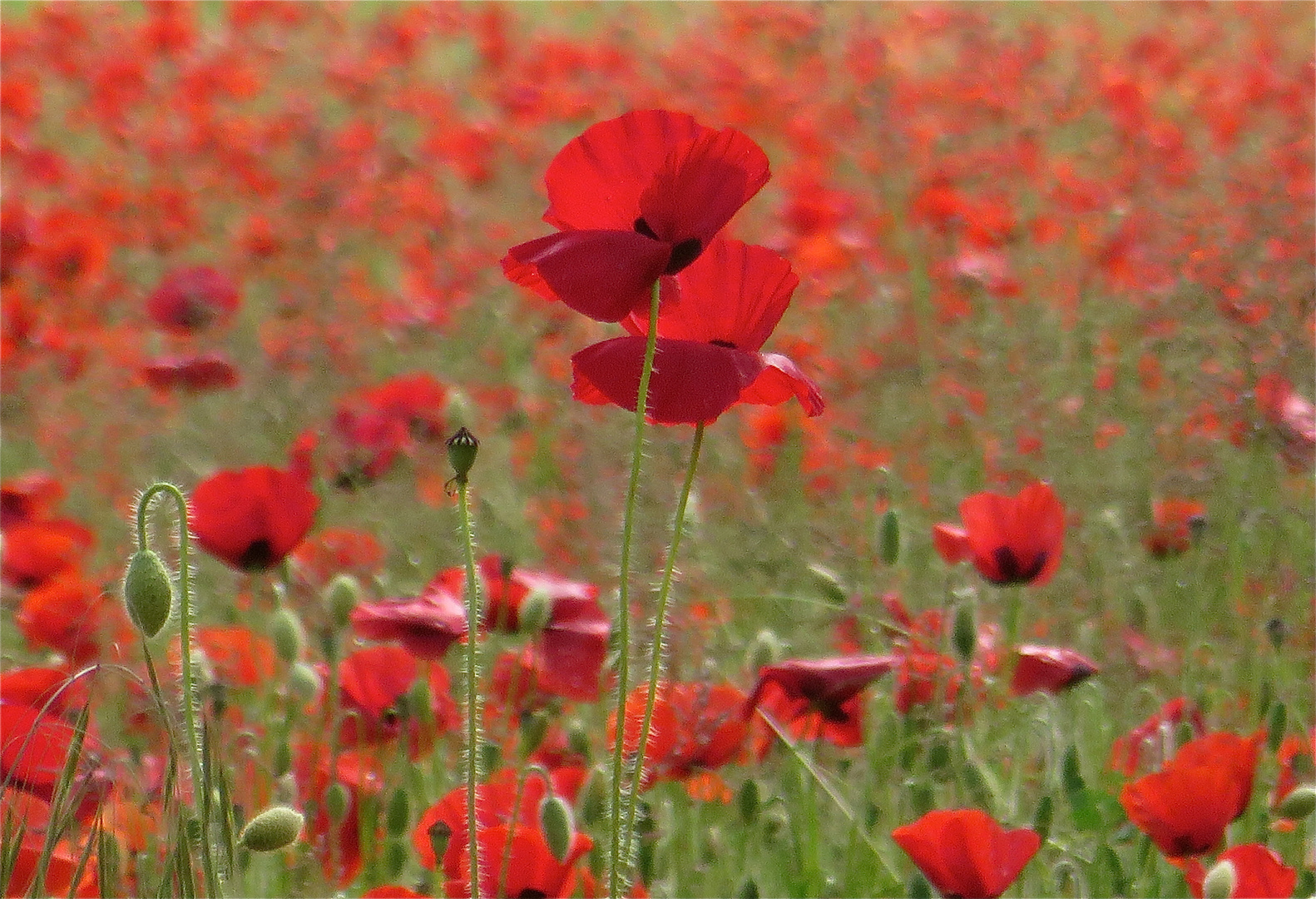 ... un rêve en rouge !!!...