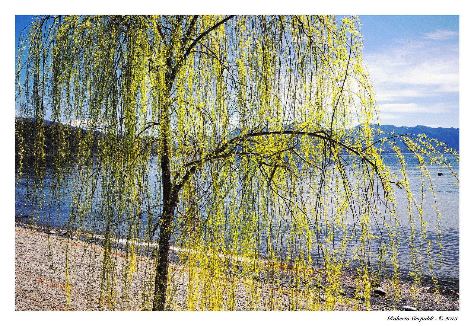 Un salice sulla riva del lago