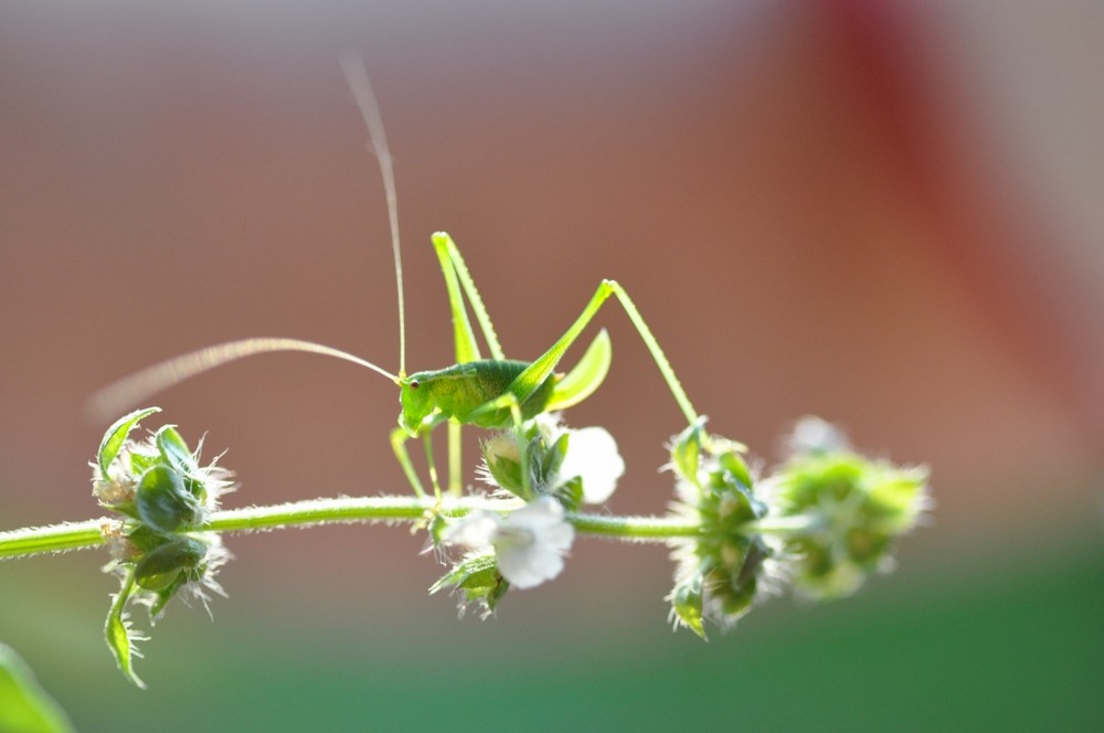 UN SALTAMONTES