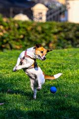 Un salto con la palla