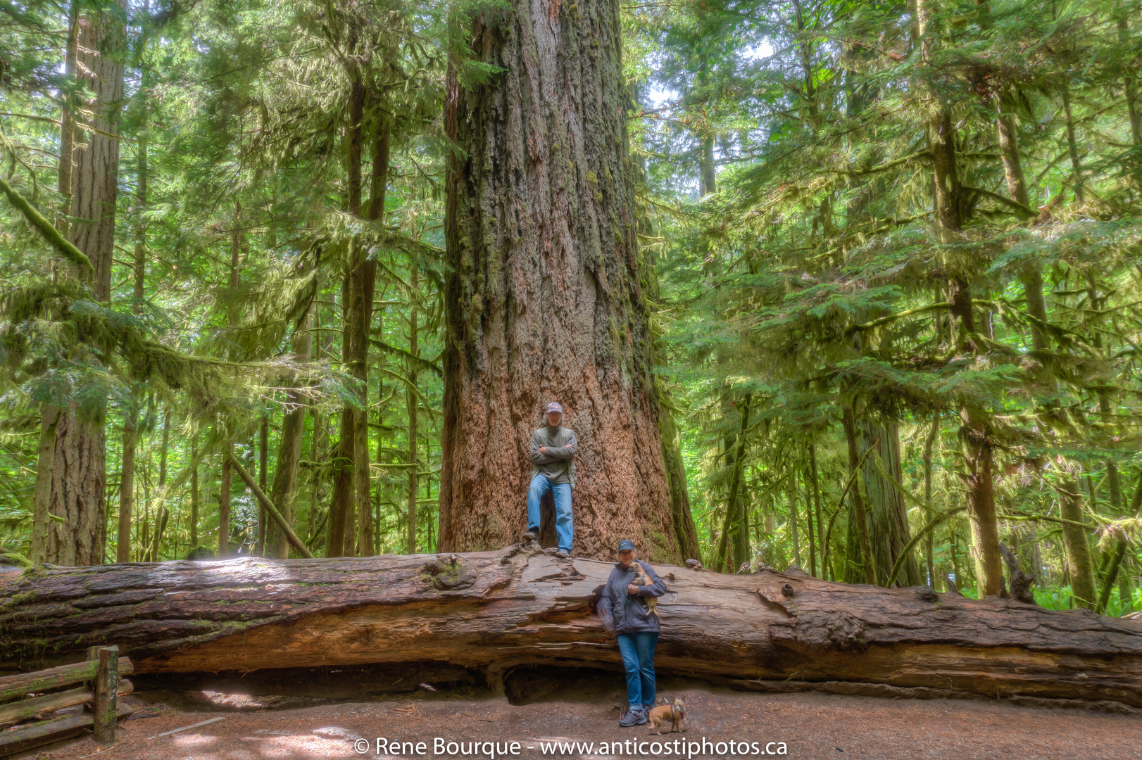 Un sapin de Douglas âgé de 800 ans sur l'île de Vancouver