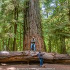 Un sapin de Douglas âgé de 800 ans sur l'île de Vancouver