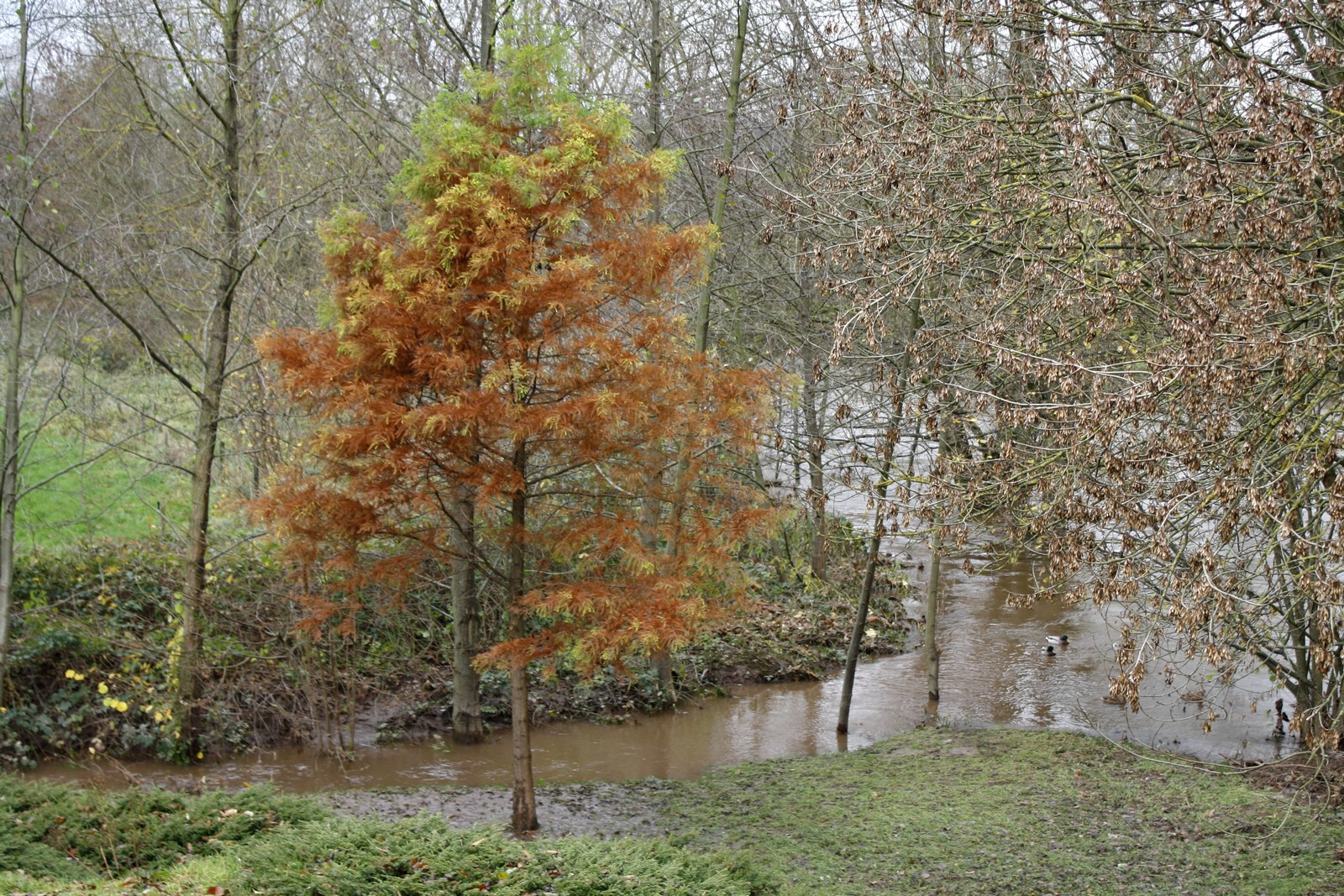 un sapin un peu decoloré