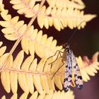 un scorpion sur la fougère