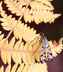 un scorpion sur la fougère