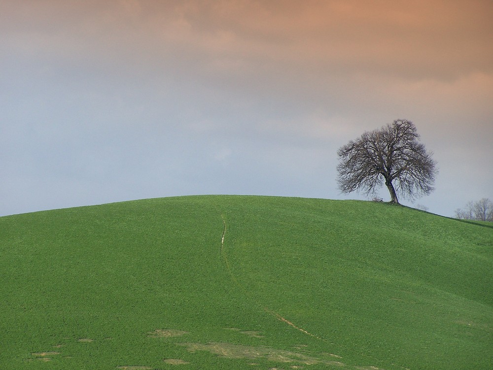 un semplice albero in collina