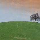 un semplice albero in collina