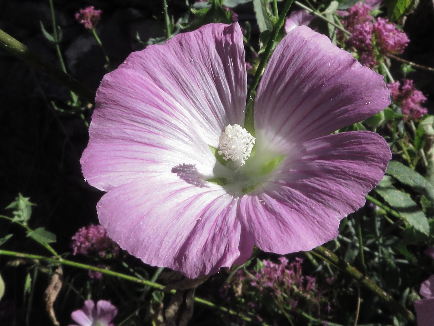 un semplice campanula