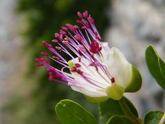 Un semplice fiore di Cappero