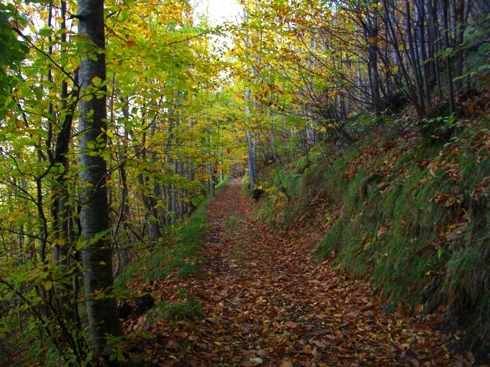Un sentiero nel bosco Foto Immagini paesaggi, boschi e foreste, natura Foto su