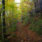 Un sentiero nel bosco