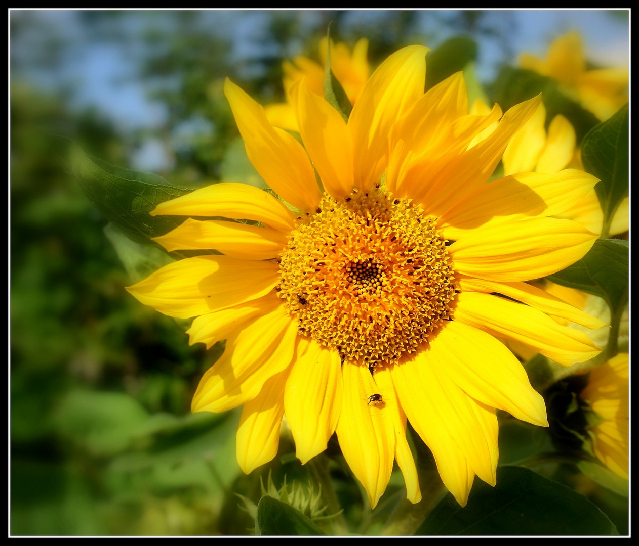 un si grand soleil