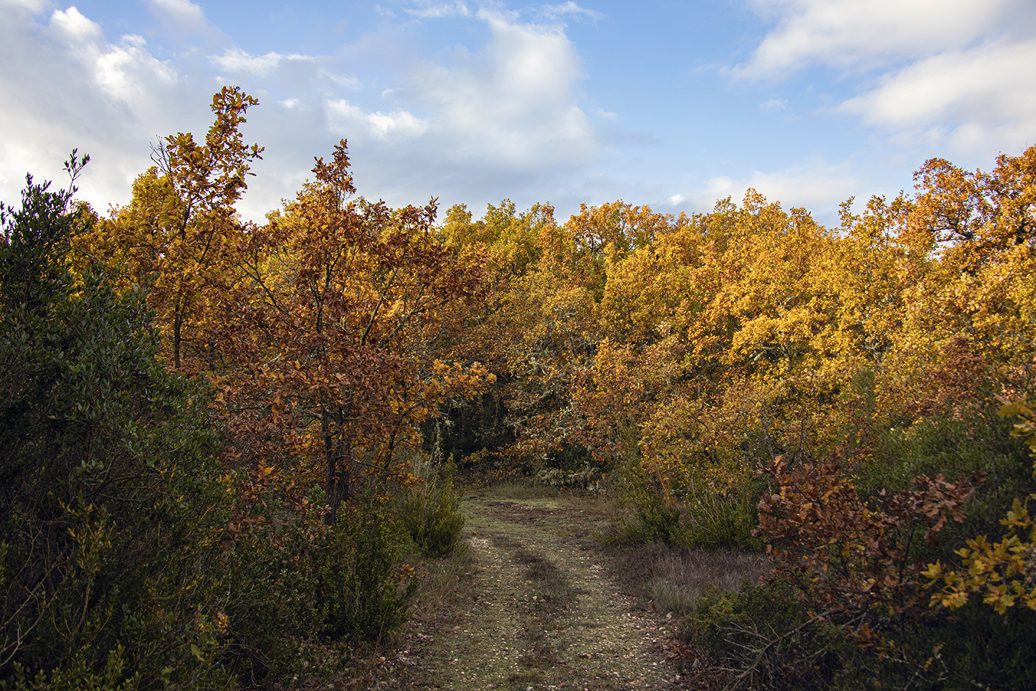 Un si joli petit chemin 