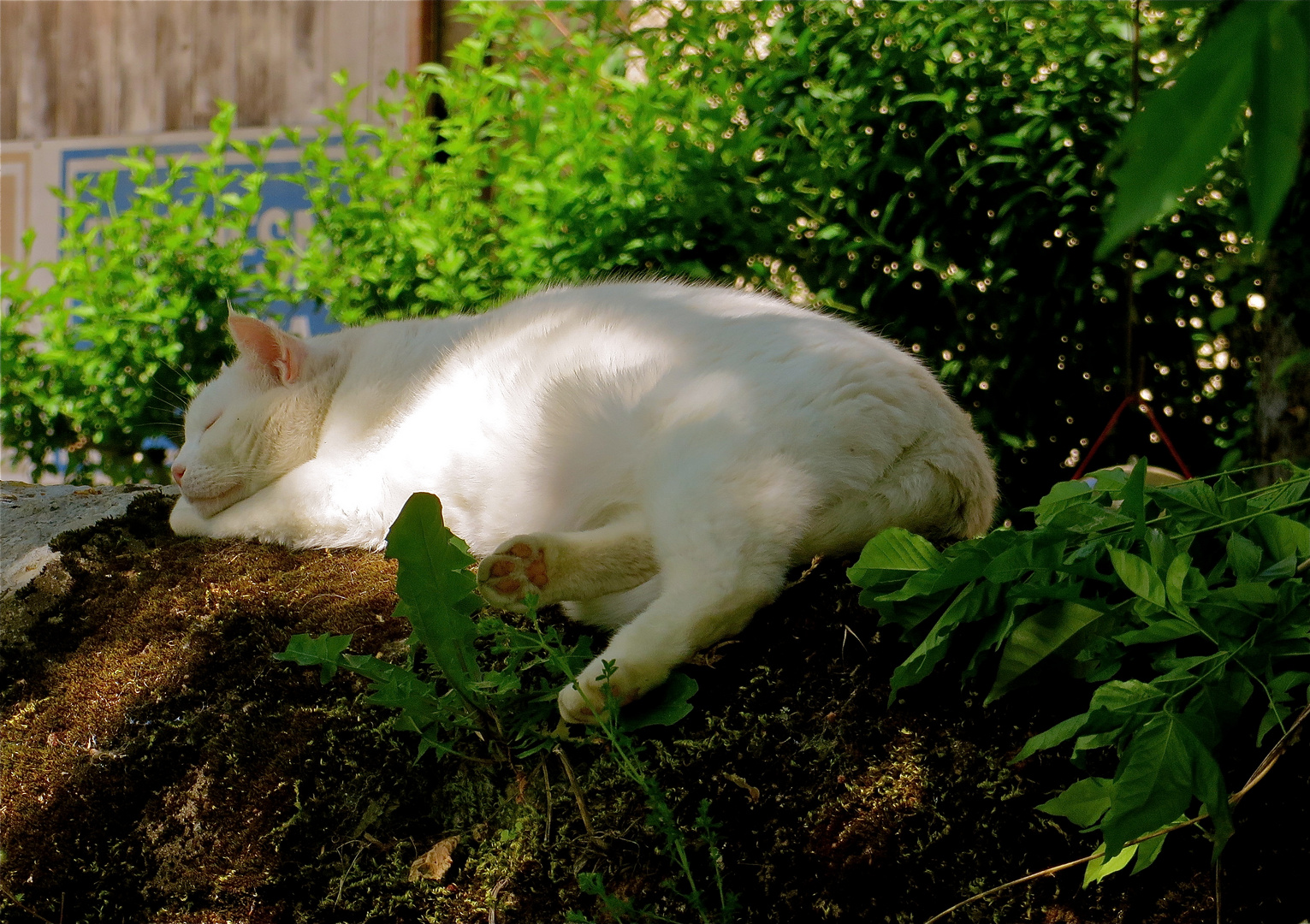 ...un sieste dans le ombre !!!...