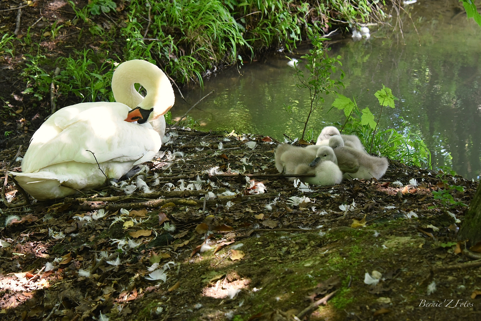 Un signe de la nature