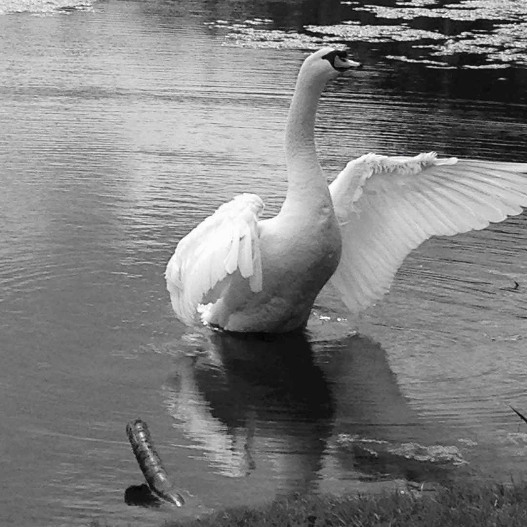 Un signe, un cygne