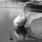 Un signe, un cygne