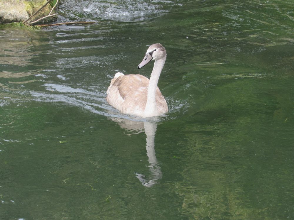 ..Un simple cygne..