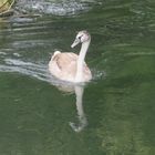 ..Un simple cygne..