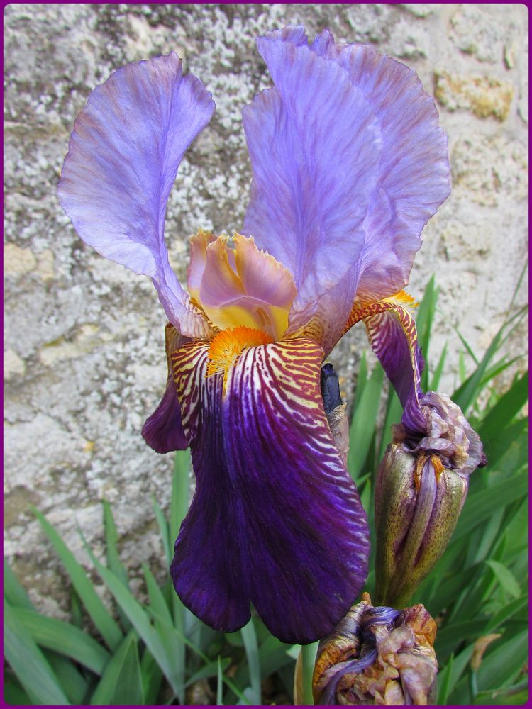 ..Un simple Iris..