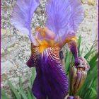 ..Un simple Iris..