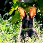 un simple lapin