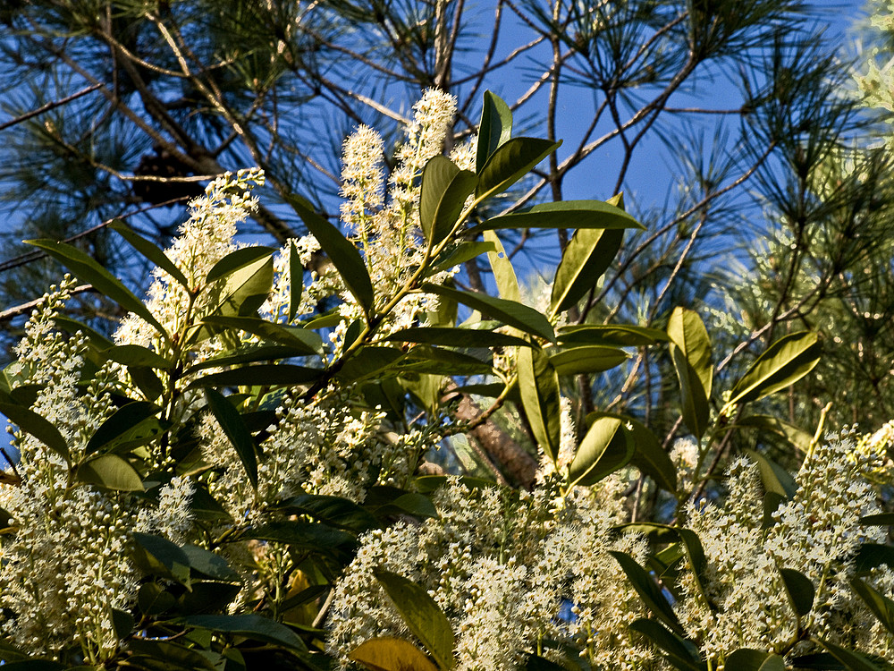  Un simple laurier cerise au printemps  --  Eine einfache Lorbeerkirsche im Frühling