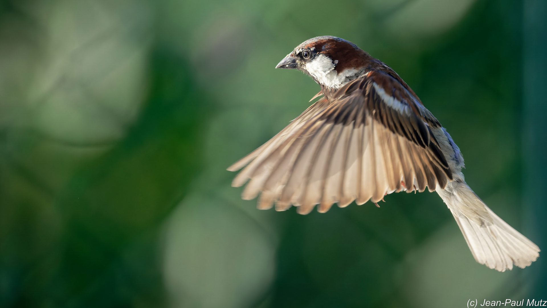 Un simple moineau - Nur einen Spatz