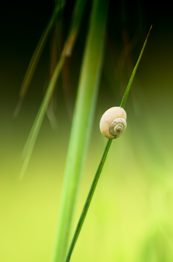 Un simple petit escargot