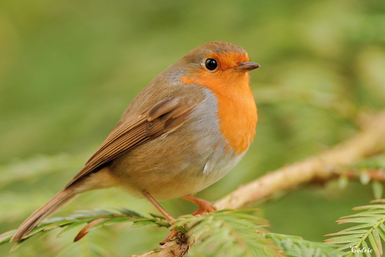Petite Boule Rouge Au Fond De La Gorge Un simple rouge gorge photo et image | animaux, animaux sauvages